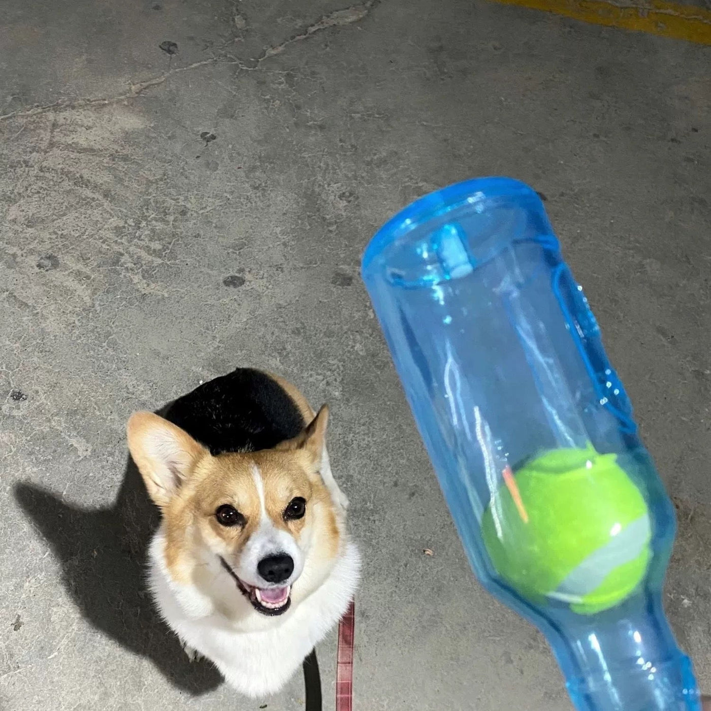 Schaffen Sie den perfekten Spielkameraden für Ihren pelzigen Freund